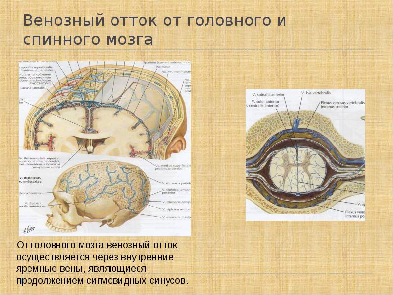 Поражения оболочек головного мозга