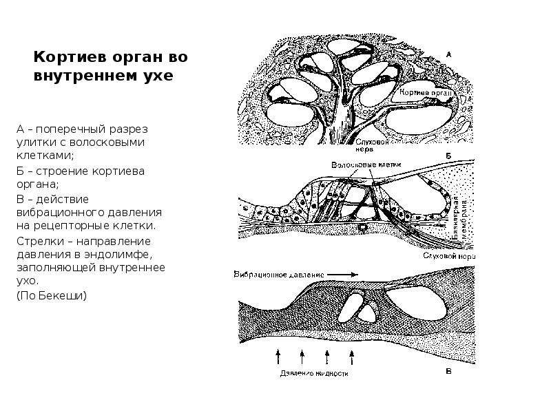 2 зарисовать схему поперечного разреза улитки