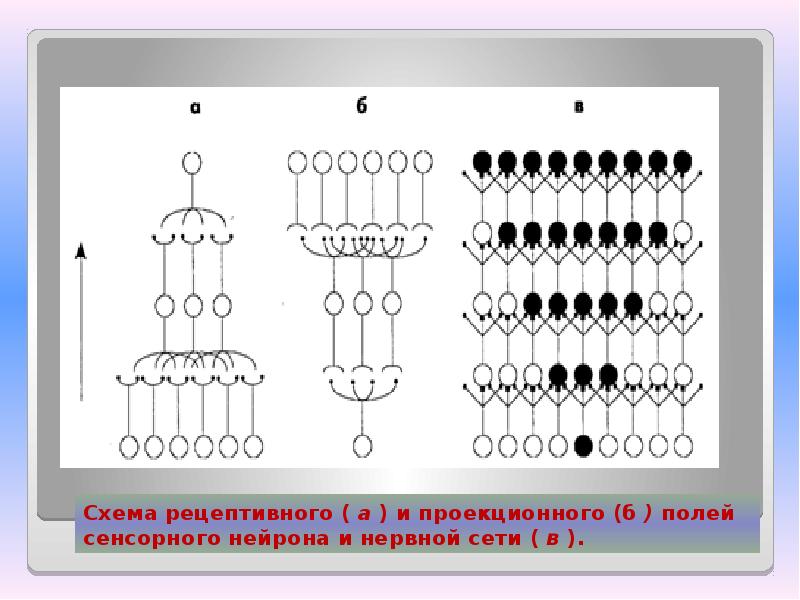 Рецептивное поле