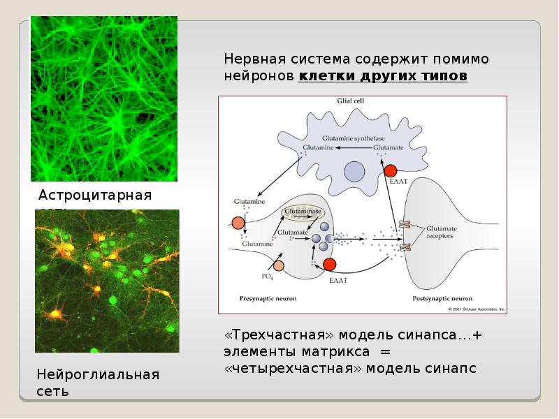 Нейрофизиология исследования