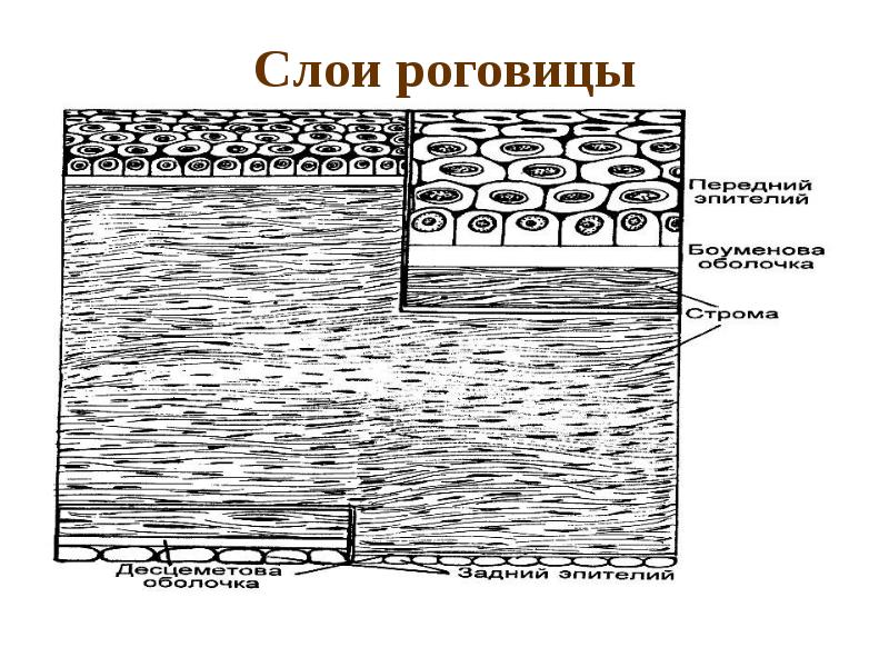 Строение роговицы рисунок. Схема строения роговицы. Слои роговицы. Перечислите слои роговицы.. Слои роговой оболочки.