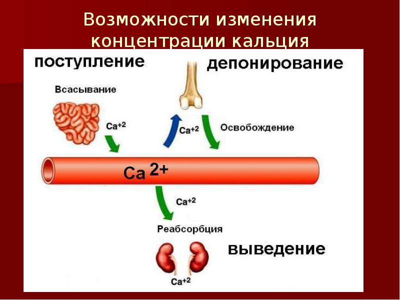 На рисунке изображена схема объясняющая механизм поддержания концентрации глюкозы в организме