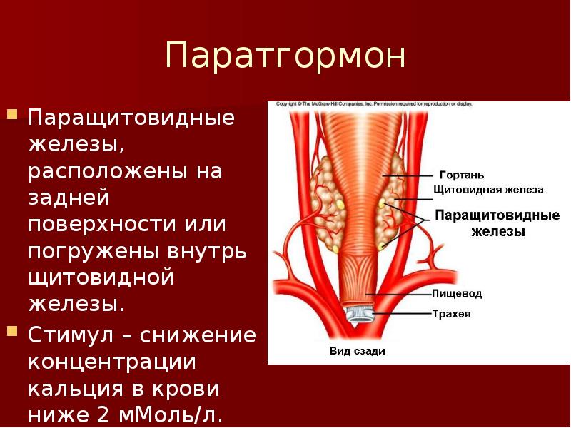 7 желез. Паращитовидные железы паратгормон. Кровоснабжение паращитовидной железы. Паращитовидные железы расположены. Паращитовидная железа расположение.