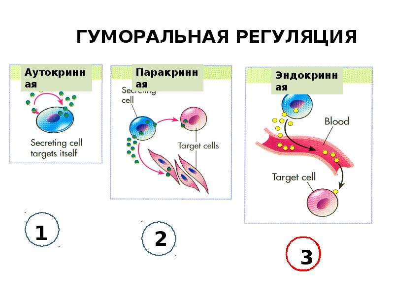 Гуморальная регуляция это