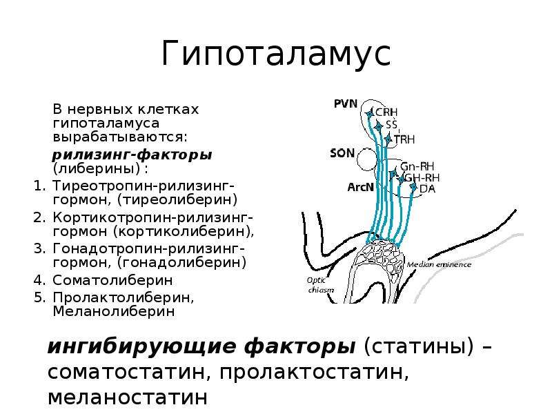 Гипоталамус гормоны гонадолиберин. Гонадолиберин рилизинг гормон. Гонадолиберин гипоталамуса вызывает. Хеморецепторы гипоталамуса.