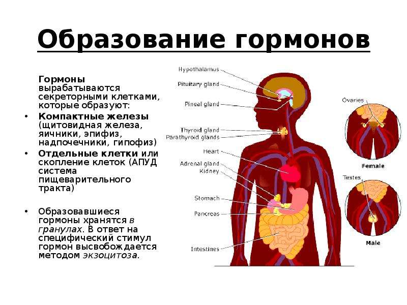 Какие железы образуют гормоны