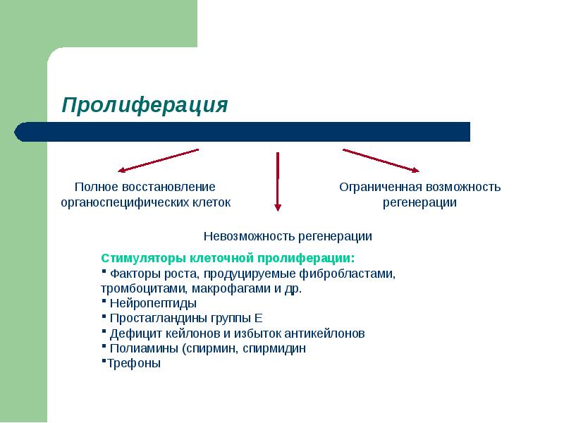 Пролиферация клеток. Пролиферация виды пролиферации. Пролиферация и регенерация. Пролиферация схема.