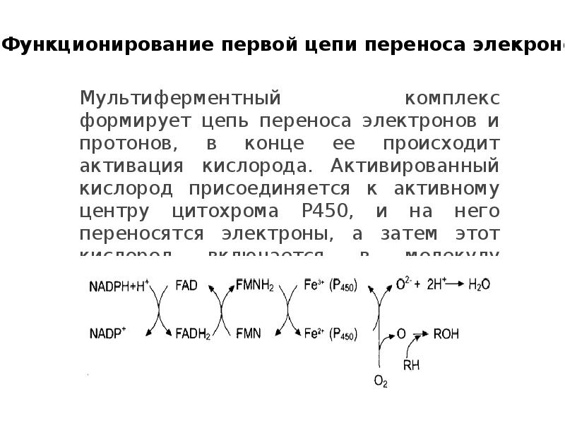 Цепь переноса. Структура цепи переноса электронов. Комплексы цепи переноса электронов. 1 Комплекс цепи переноса электронов. Функции цепи переноса электронов.