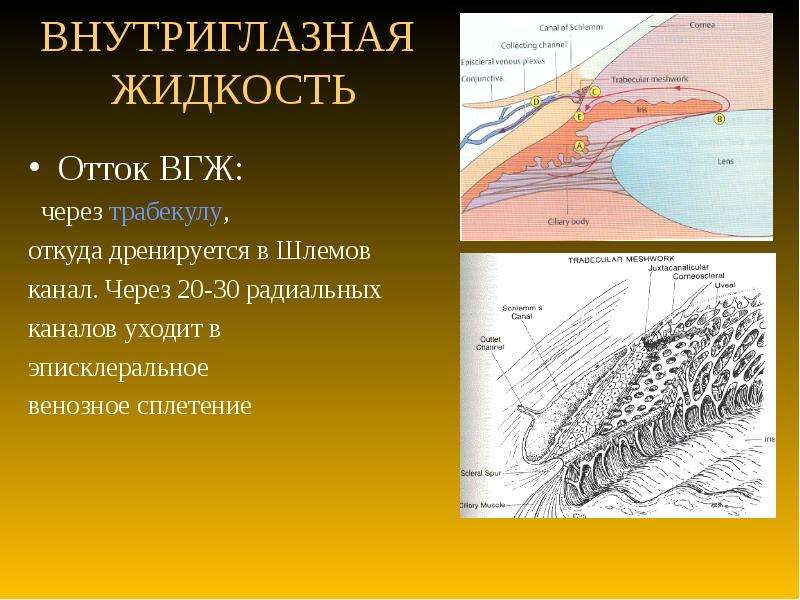 Схема оттока внутриглазной жидкости