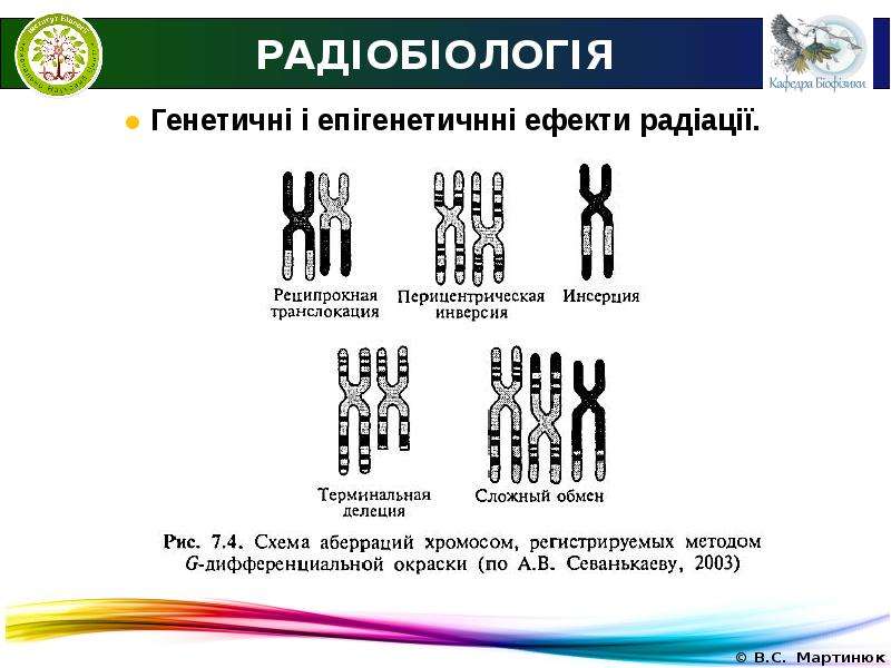 Презентации по радиобиологии