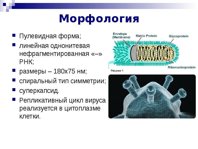 Вирус бешенства презентация