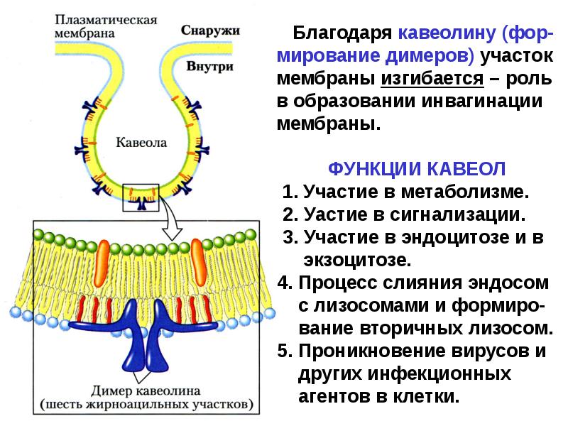 Образование мембран. Инвагинация цитоплазматической мембраны. Инвагинация клеточной мембраны. Инвагинация плазмолеммы. Инвагинации внутренней мембраны.