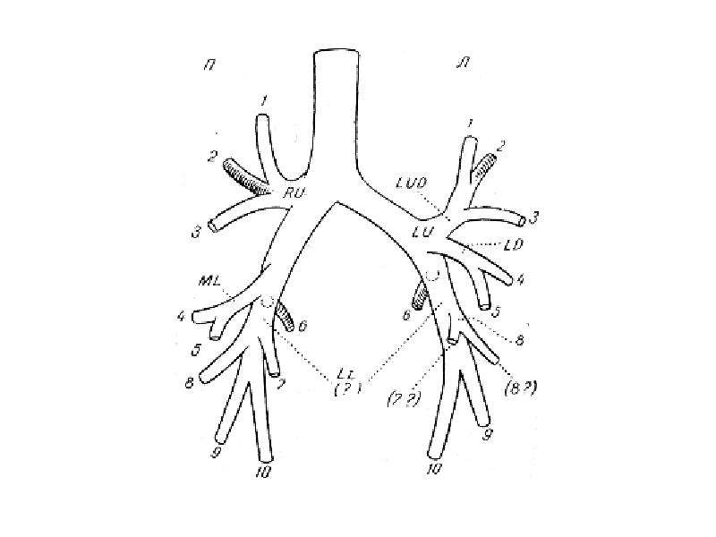 Деление легочной артерии схема