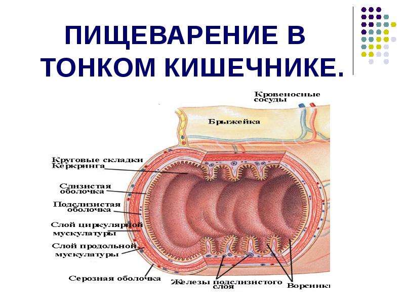 Схема тонкой кишки