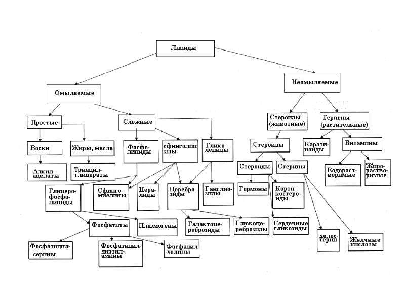 Проанализируйте таблицу классификация липидов. Классификация липидов простые и сложные. Классификация липидов схема. Биологические функции неомыляемых липидов. Холестерин неомыляемые липиды.