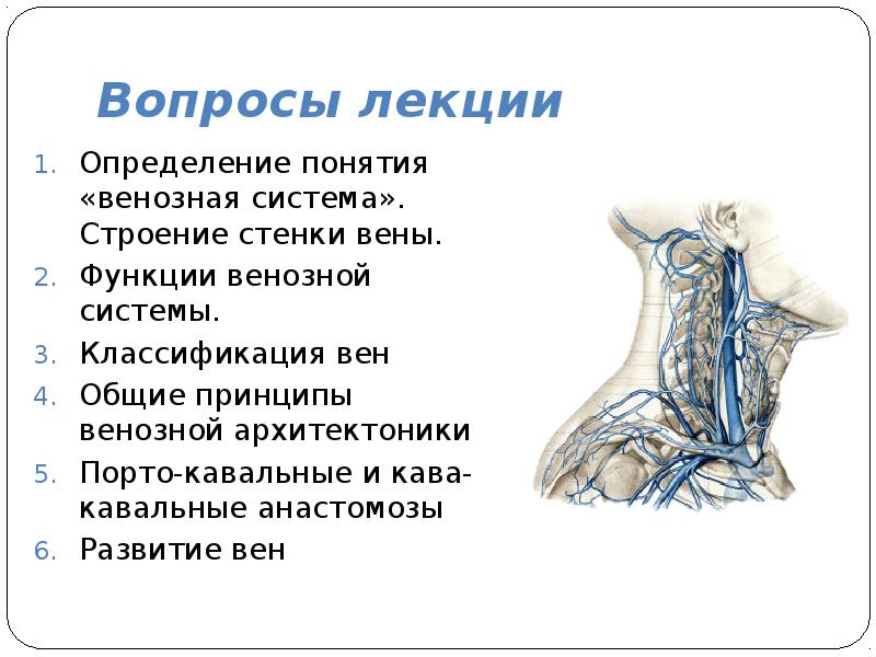 Вены функции. Функции венозной системы. Венозная система строение и функции. Вены строение классификация. Функции венозной системы анатомия.