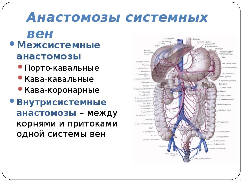 Кава кавальные вены. Анастомозы венозной системы. Кава портокавальные анастомозы. Воротная Вена анатомия анатомия. Порто-кава-кавальный анастомоз схема.