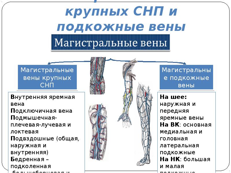 Попали в вену. Магистральные подкожные вены. Функциональная анатомия вен. Функциональная анатомия венозной системы. Вены анатомия кратко.