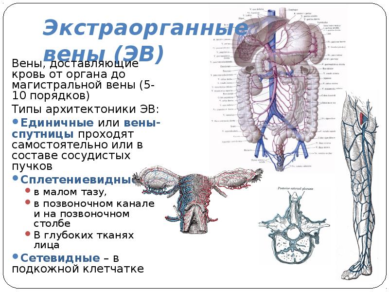 Темы для проекта по анатомии