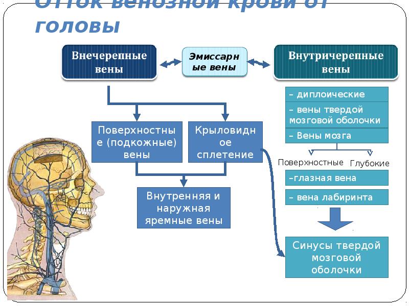 Как улучшить венозный отток головного мозга