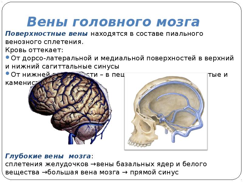 Вена ответ. Поверхностные вены головного мозга. Кровь от головного мозга оттекает в вены. Венозная кровь от головного мозга оттекает.