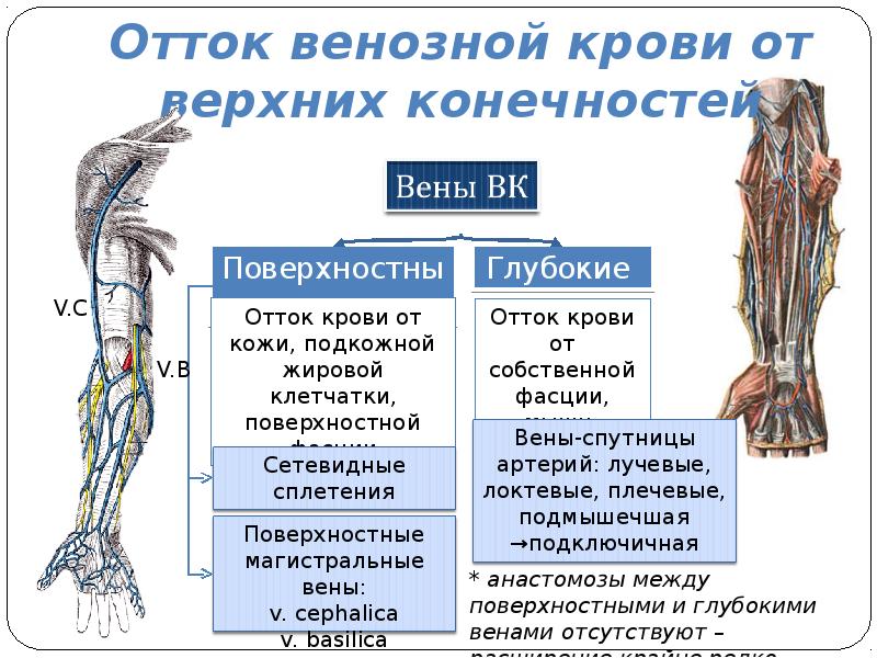 Анатомия вен верхних конечностей