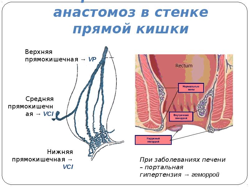 Строение стенки прямой кишки