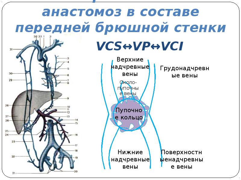 Стенка вен более тонкая схема