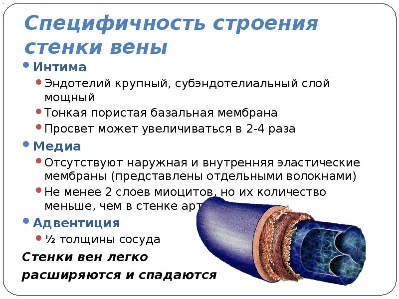 Укрепление венозной стенки