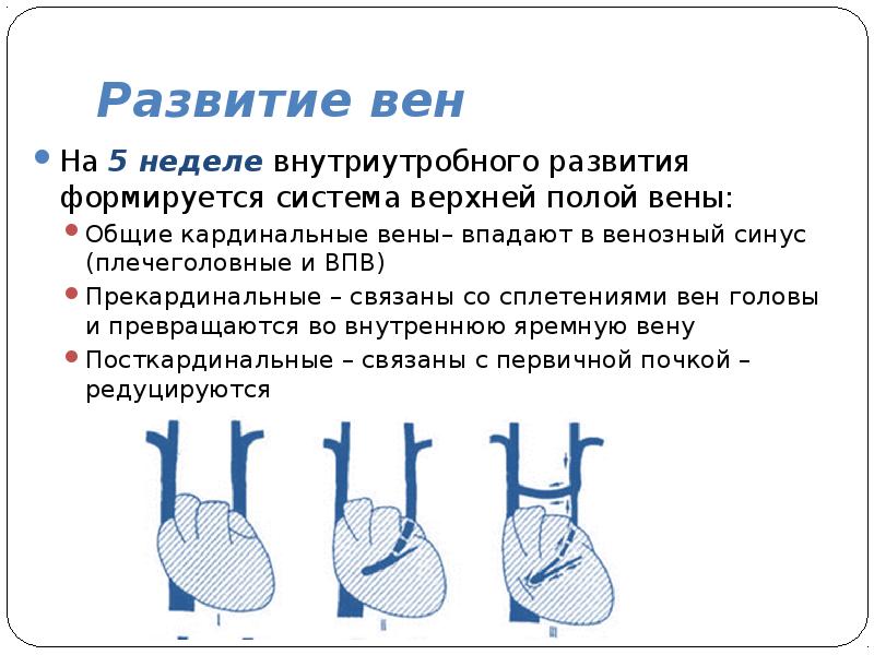 Уплотнение стенок вен латынь