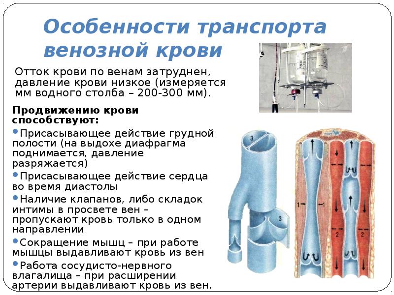 Венозный насос. Особенности венозной системы. Области оттока венозной крови. Особенности транспорта венозной крови. 62. Особенности транспорта венозной крови.