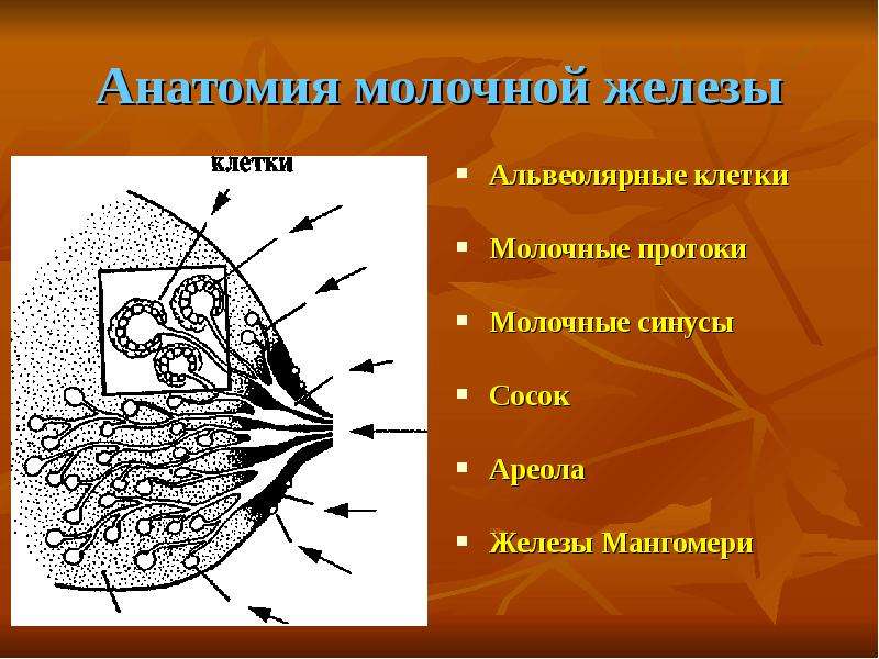 Анатомия молочной железы презентация