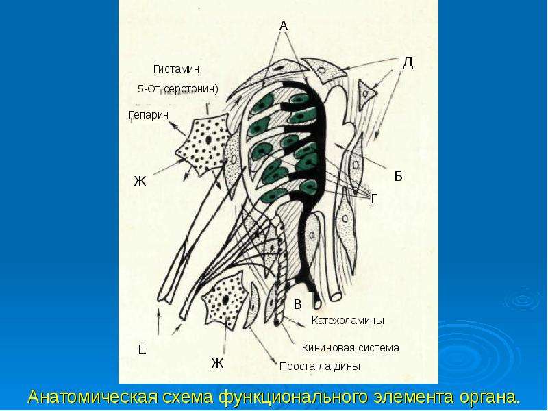 Элементы органов. Схема функциональных элементов. Схема функционального элемента органов. Схема функционального элемента физиология. Функциональный элемент органа физиология.