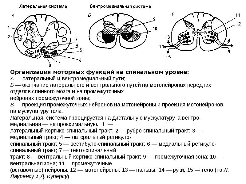 Латеральный пример