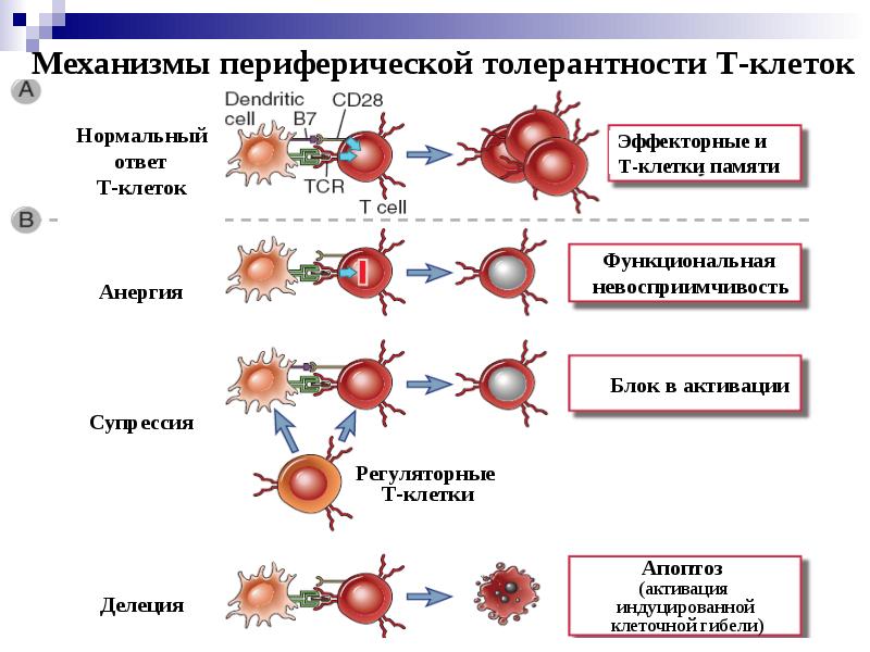 Иммунологическая толерантность