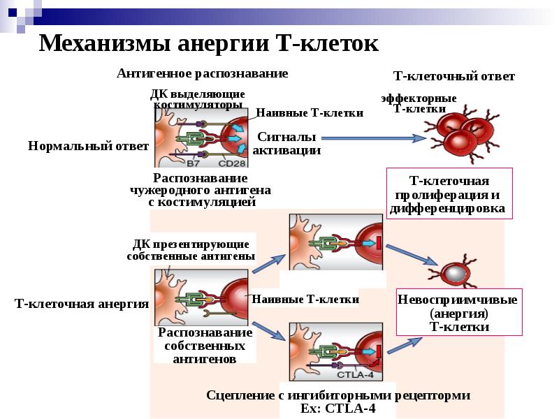 Аутоиммунные заболевания диагностика и лечение руководство для врачей москалев а в