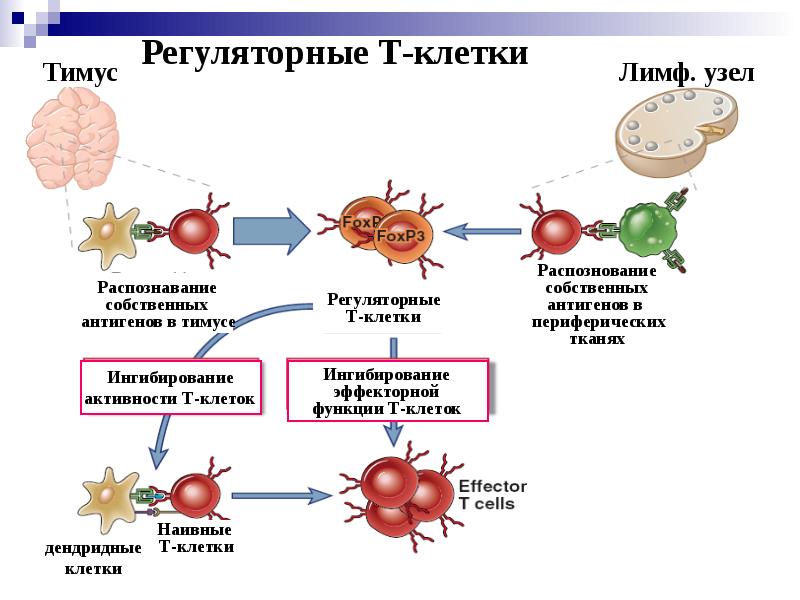 Аутоиммунные заболевания диагностика и лечение руководство для врачей москалев а в