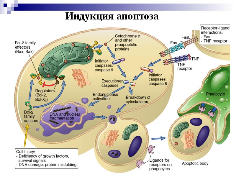 Аутоиммунные заболевания диагностика и лечение руководство для врачей москалев а в