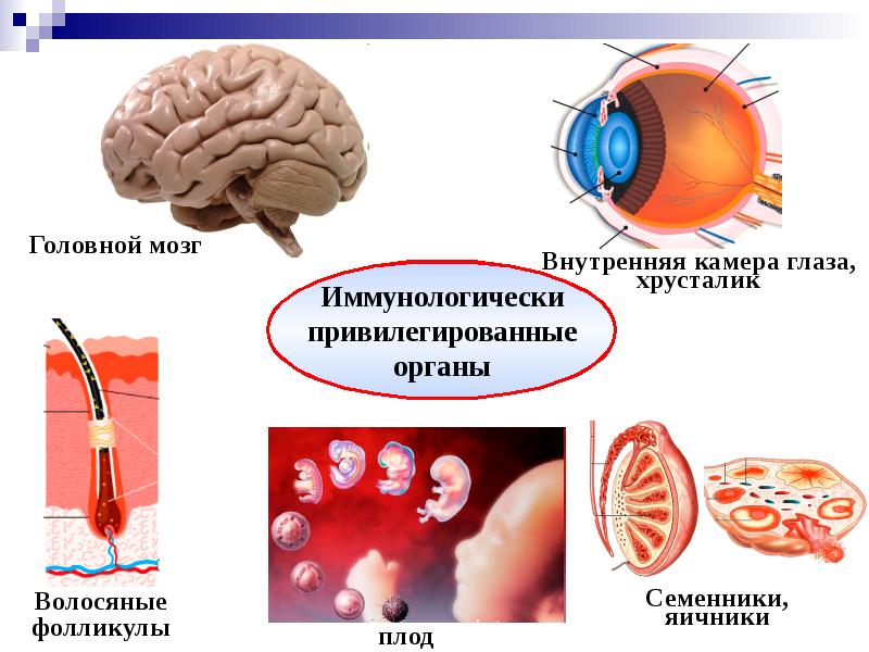 Иммунологическая толерантность презентация