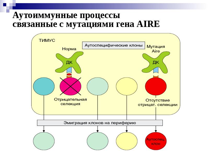 Аутоиммунные заболевания диагностика и лечение руководство для врачей москалев а в