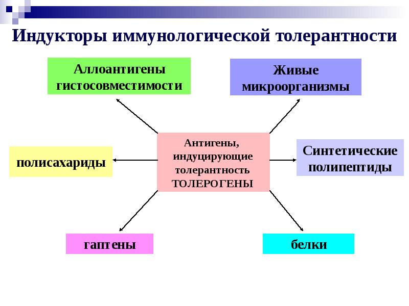 Иммунологическая толерантность презентация