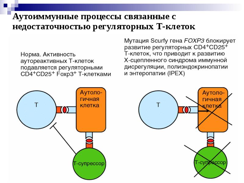 Иммунологическая толерантность презентация