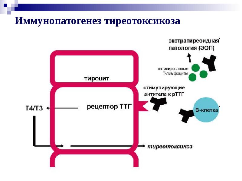 Иммунологическая толерантность иммунология презентация