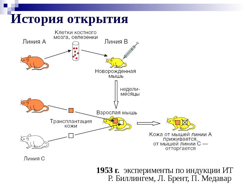 Аутоиммунные заболевания презентация иммунология