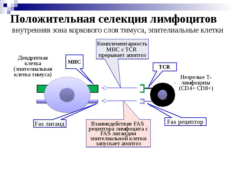 Иммунологическая толерантность презентация