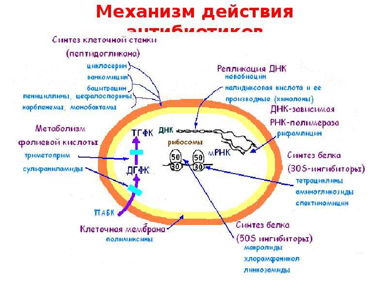 Механизм действия антибиотиков схема