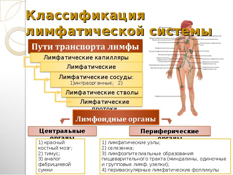 Особенности лимфы