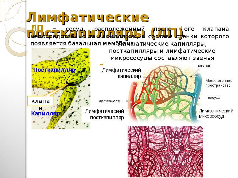 Особенности лимфы