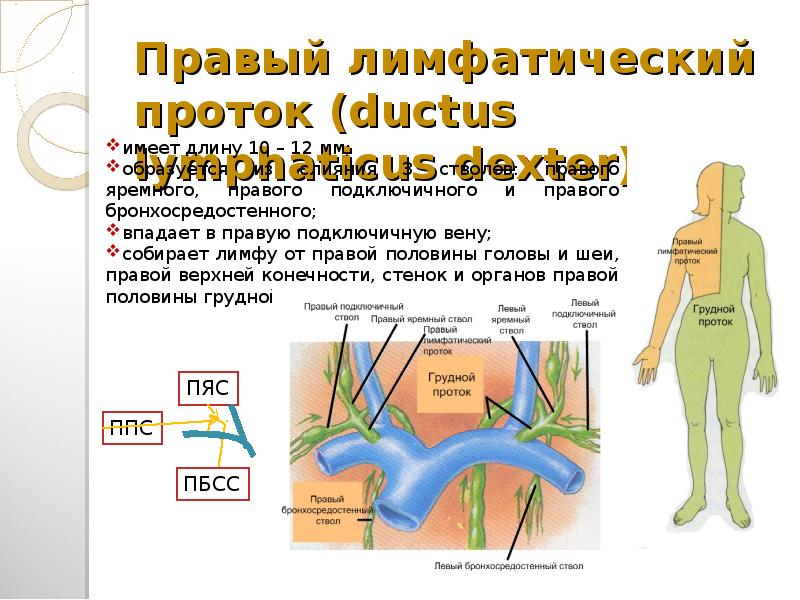 Расширение лимфатического протока. Лимфатические протоки. Схема грудного и правого лимфатического протока.