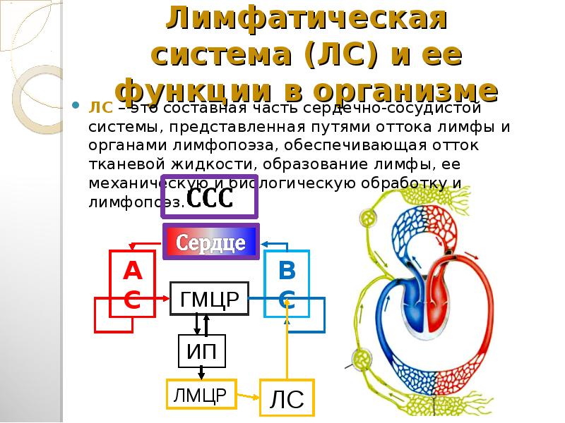 Обеспечивает отток тканевой жидкости от всех органов. Обеспечивает отток тканевой жидкости. Характеристика лимфы. Афо лимфатической системы у детей.